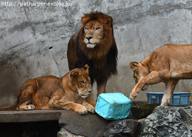 ２０１６年１０月　かみね動物園　その２_a0052986_716267.jpg