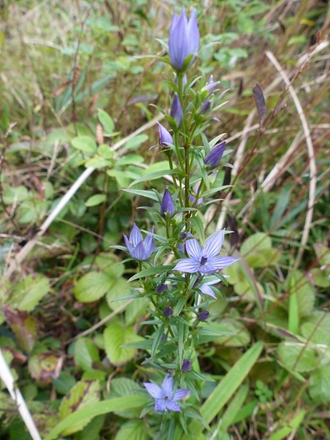 一の峰に花ウオッチング_f0357487_11162397.jpg