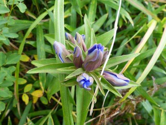 一の峰に花ウオッチング_f0357487_11274517.jpg