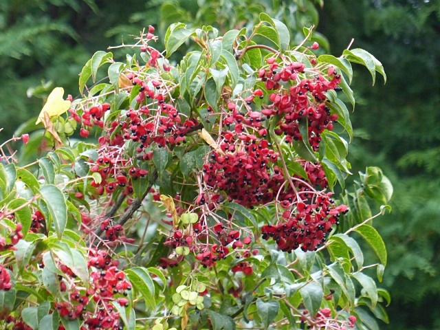 一の峰に花ウオッチング_f0357487_11433430.jpg