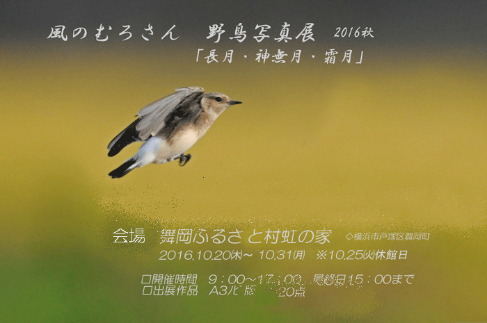 ＜風のむろさん　野鳥写真展＞_e0248688_18580270.gif