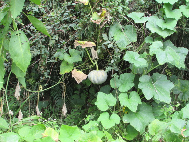 c0335990_10090943.jpg