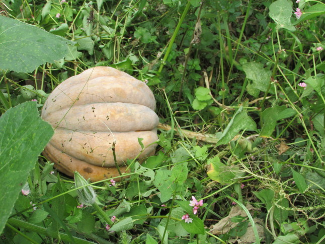 c0335990_10091829.jpg