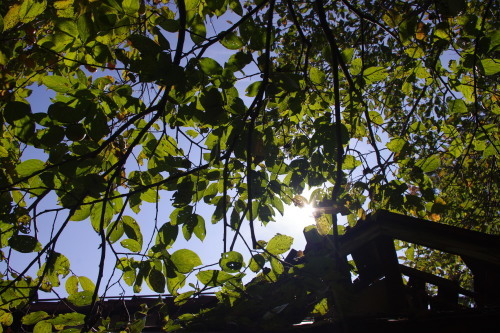 c0337494_16451942.jpg