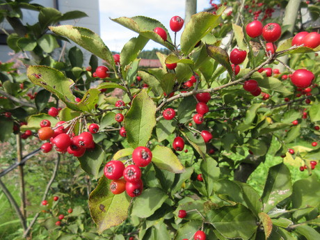 a0203003_17441423.jpg