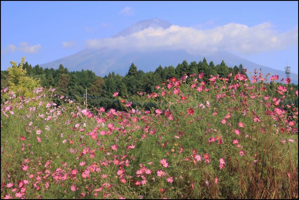 平成の棚田のコスモス_a0188405_21100585.jpg