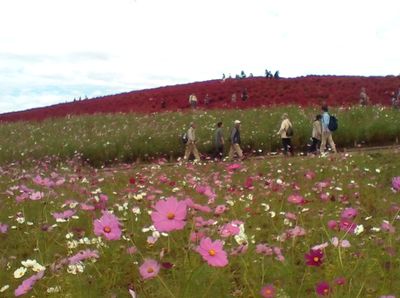 真っ赤なコキアを見てきたよ_e0234016_20161294.jpg