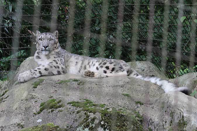 ユキヒョウ・アサヒ、夕刻のハイテンション_b0355317_22063380.jpg