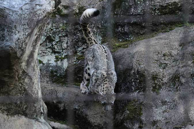 ユキヒョウ・アサヒ、夕刻のハイテンション_b0355317_22110674.jpg