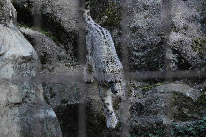 ユキヒョウ・アサヒ、夕刻のハイテンション_b0355317_22115275.jpg