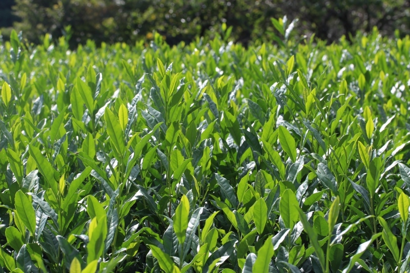 紅茶を追っかけて、新城_b0220318_05260955.jpg