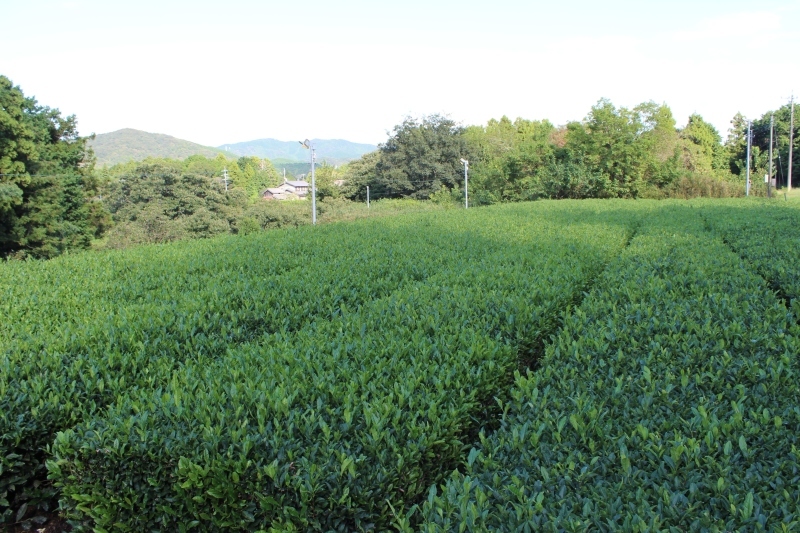 紅茶を追っかけて、新城_b0220318_05280871.jpg