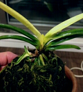 白牡丹‥‥‥その後 : □ サムライ オーキッド □ 富貴蘭 セレクト