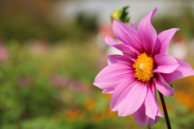 お花に近づきたくなる～♪_a0037322_21190489.jpg