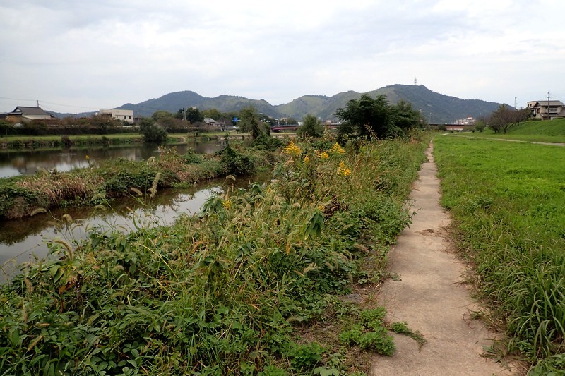 夢前川河口近くの左岸で見たチョウたち_c0369423_11450459.jpg