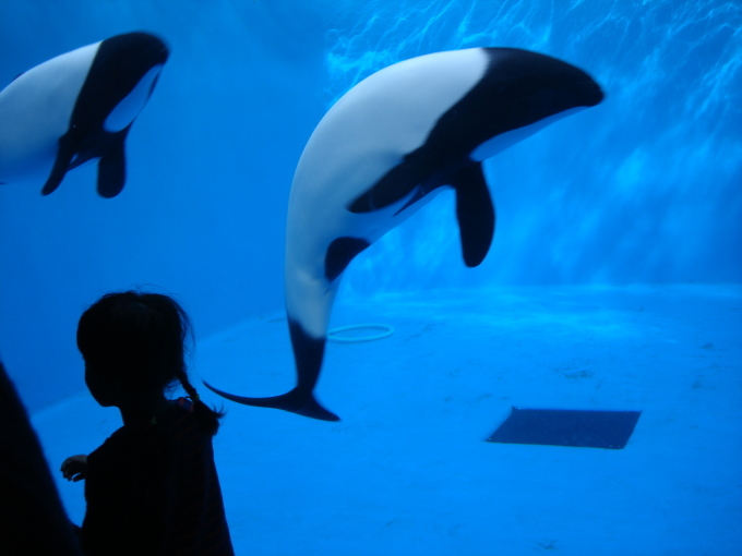 仙台うみの杜水族館_d0250123_18384143.jpg