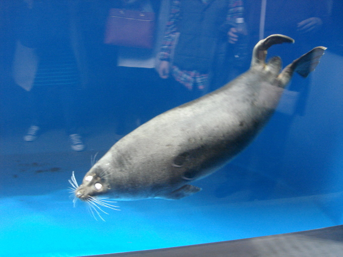 仙台うみの杜水族館_d0250123_18385948.jpg