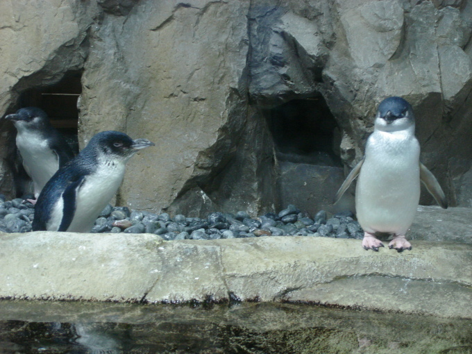 仙台うみの杜水族館_d0250123_18391591.jpg