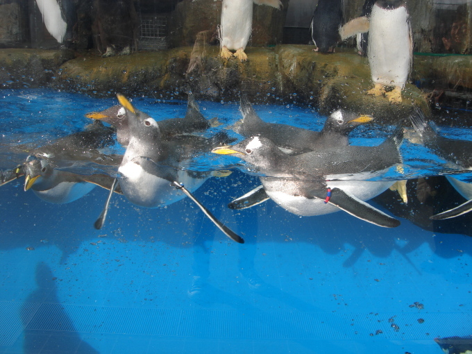 仙台うみの杜水族館_d0250123_18394236.jpg