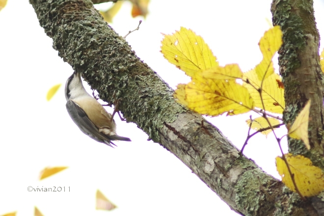 10月の写真クラブの撮影会　～福島県・紅葉の観音沼2016～_e0227942_21205034.jpg