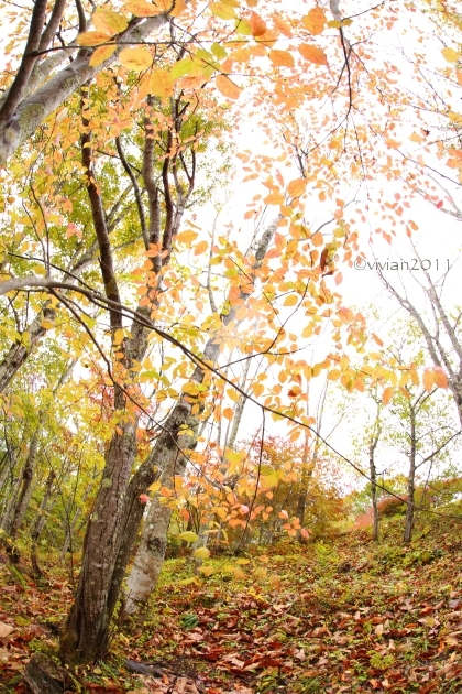 10月の写真クラブの撮影会　～福島県・紅葉の観音沼2016～_e0227942_21291049.jpg