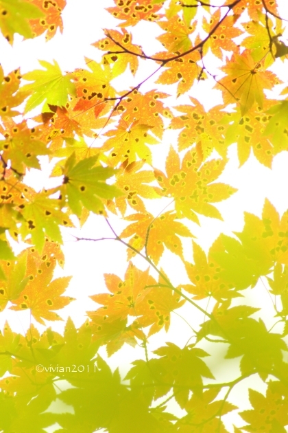 10月の写真クラブの撮影会 ~福島県・紅葉の観音沼2016~_e0227942_21295133.jpg