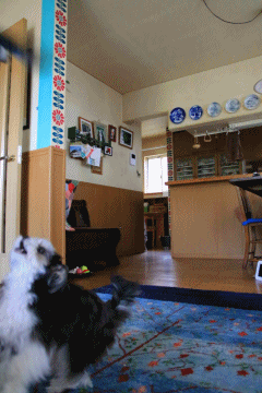 c0145250_10485763.gif
