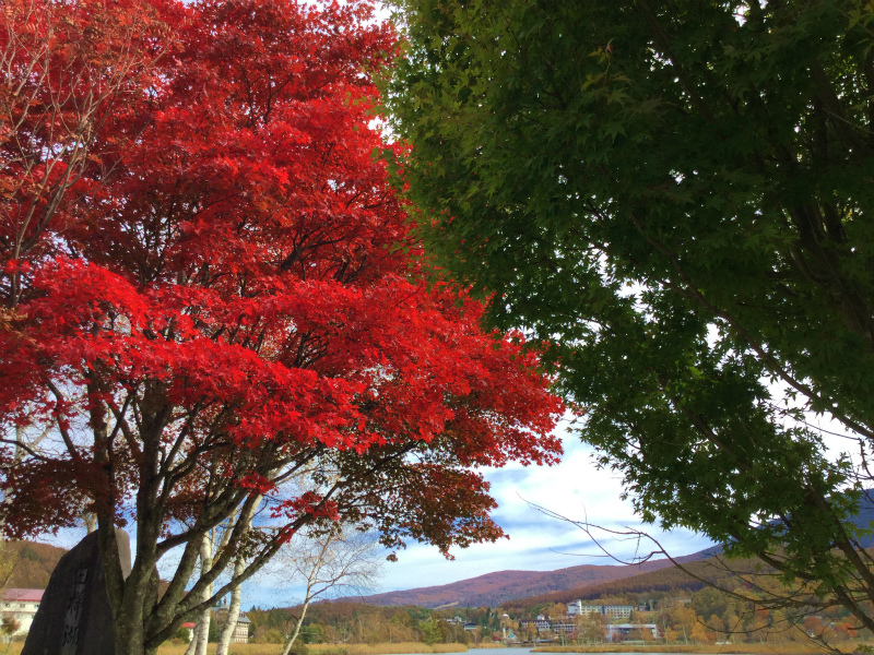 今年の紅葉_c0201450_1525239.jpg