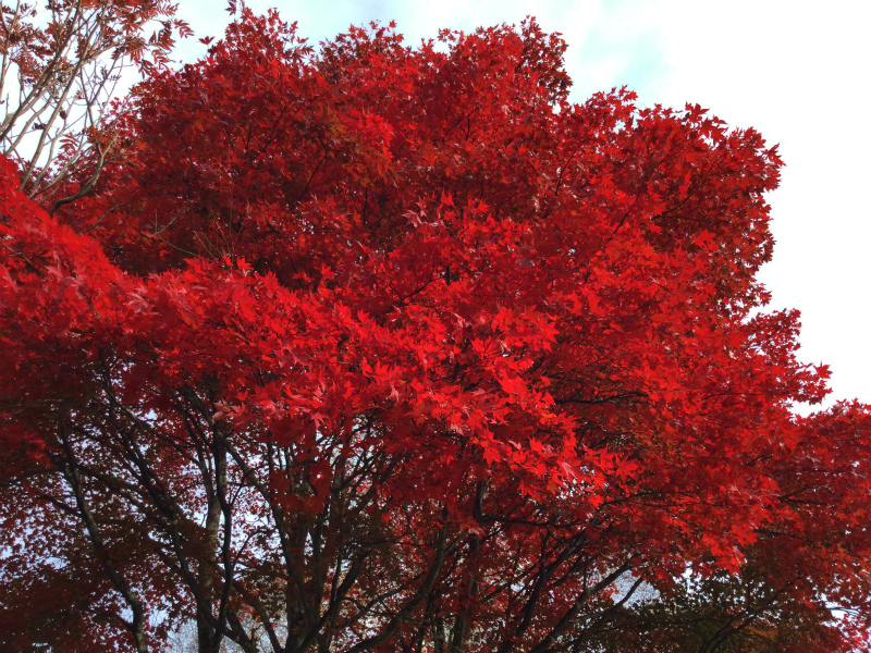 今年の紅葉_c0201450_15262225.jpg