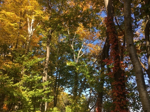 藻岩山紅葉登山_e0326953_10322637.jpg