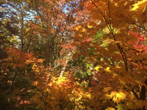 藻岩山紅葉登山_e0326953_10333437.jpg