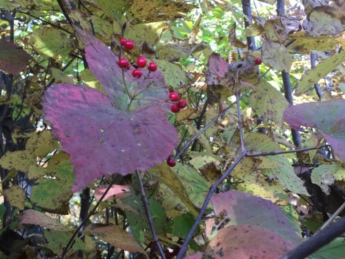 藻岩山紅葉登山_e0326953_10334857.jpg