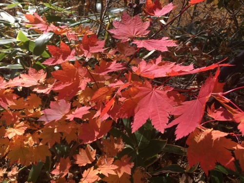 藻岩山紅葉登山_e0326953_10521552.jpg