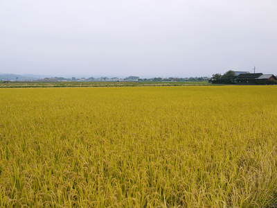 無農薬の『雑穀米』、『発芽玄米』 命のみなぎる「美味しいお米」の稲刈りの様子_a0254656_18202347.jpg