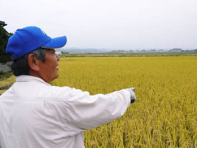 無農薬の『雑穀米』、『発芽玄米』　命のみなぎる「美味しいお米」の稲刈りの様子_a0254656_1825921.jpg