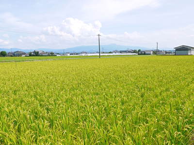 無農薬の『雑穀米』、『発芽玄米』　命のみなぎる「美味しいお米」の稲刈りの様子_a0254656_18511480.jpg