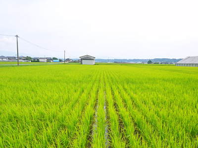 無農薬の『雑穀米』、『発芽玄米』 命のみなぎる「美味しいお米」の稲刈りの様子_a0254656_191559.jpg