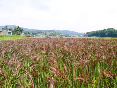 無農薬の『雑穀米』、『発芽玄米』 命のみなぎる「美味しいお米」の稲刈りの様子_a0254656_19295774.jpg