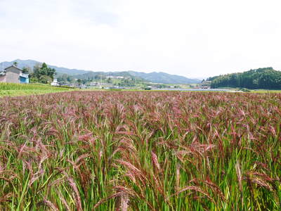 無農薬で育てた『雑穀米』『発芽玄米』大好評販売中！命のみなぎる「美味しいお米」の稲刈りの様子(2022)_a0254656_19295774.jpg