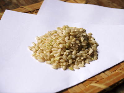 無農薬の『雑穀米』、『発芽玄米』 命のみなぎる「美味しいお米」の稲刈りの様子_a0254656_19553682.jpg