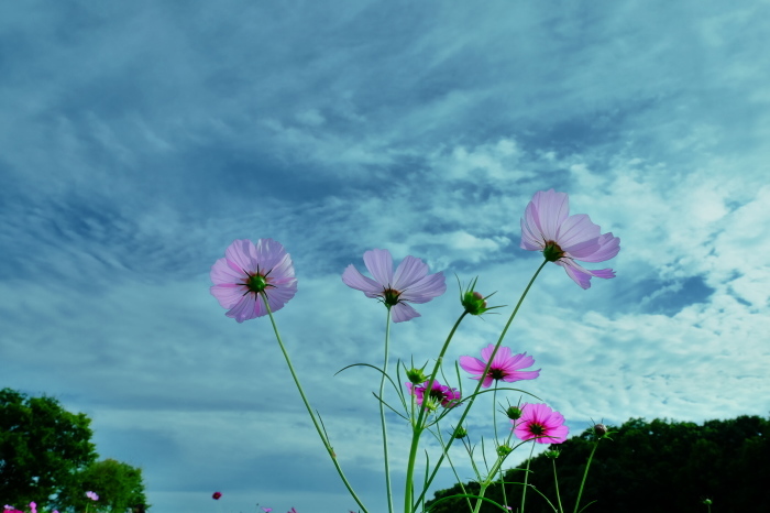 秋桜　2016　_f0021869_23472782.jpg