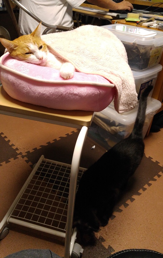 そら吉その後_b0019674_14514135.jpg
