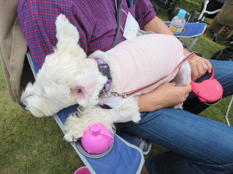 髭犬祭のおっぽ♪_d0264176_21583930.jpg