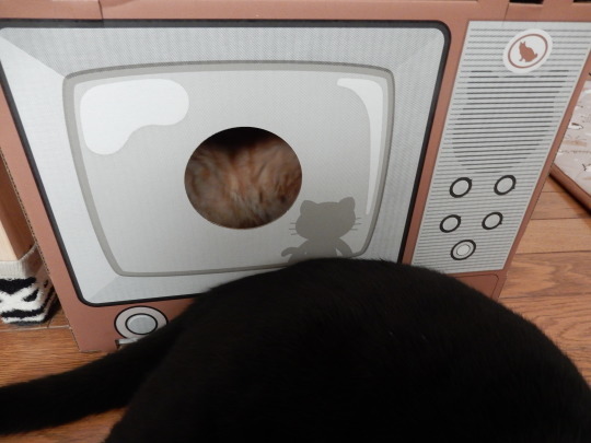 ブラウン管テレビ型爪とぎ_e0355177_16440936.jpg