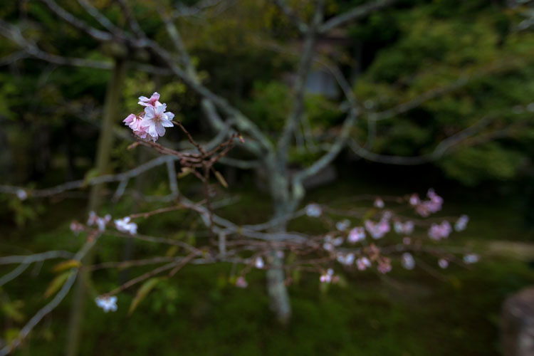 実光院_e0051888_2354262.jpg
