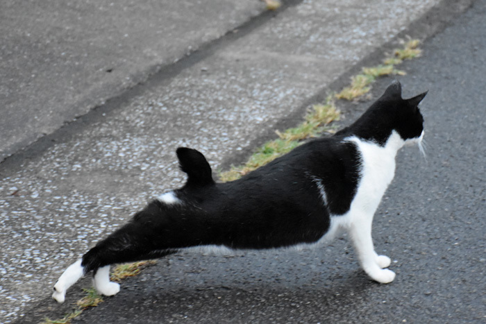 猫鳥花の観察日記　(*^_^*)_c0049299_21421983.jpg