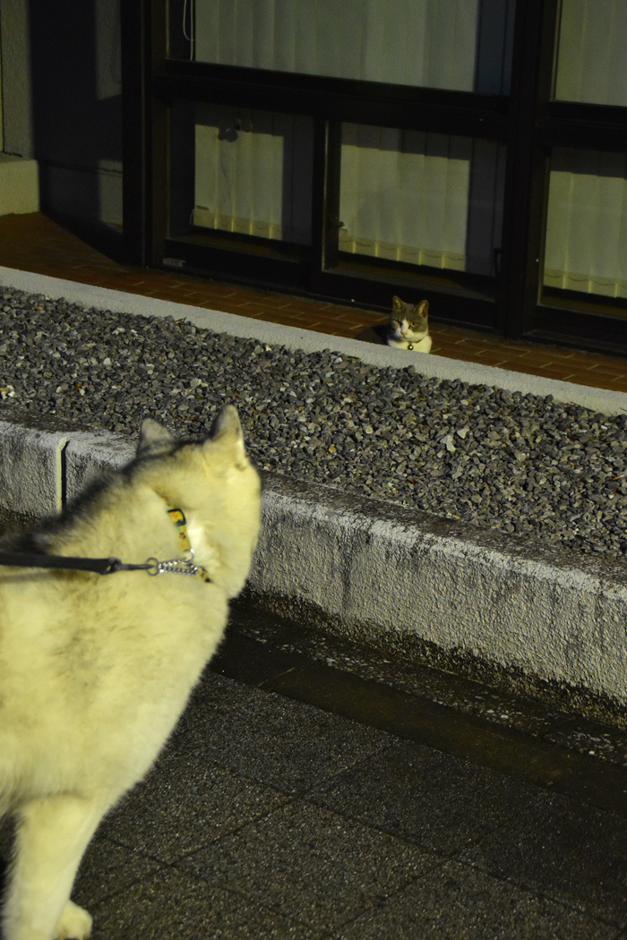 猫鳥花の観察日記　(*^_^*)_c0049299_21423294.jpg