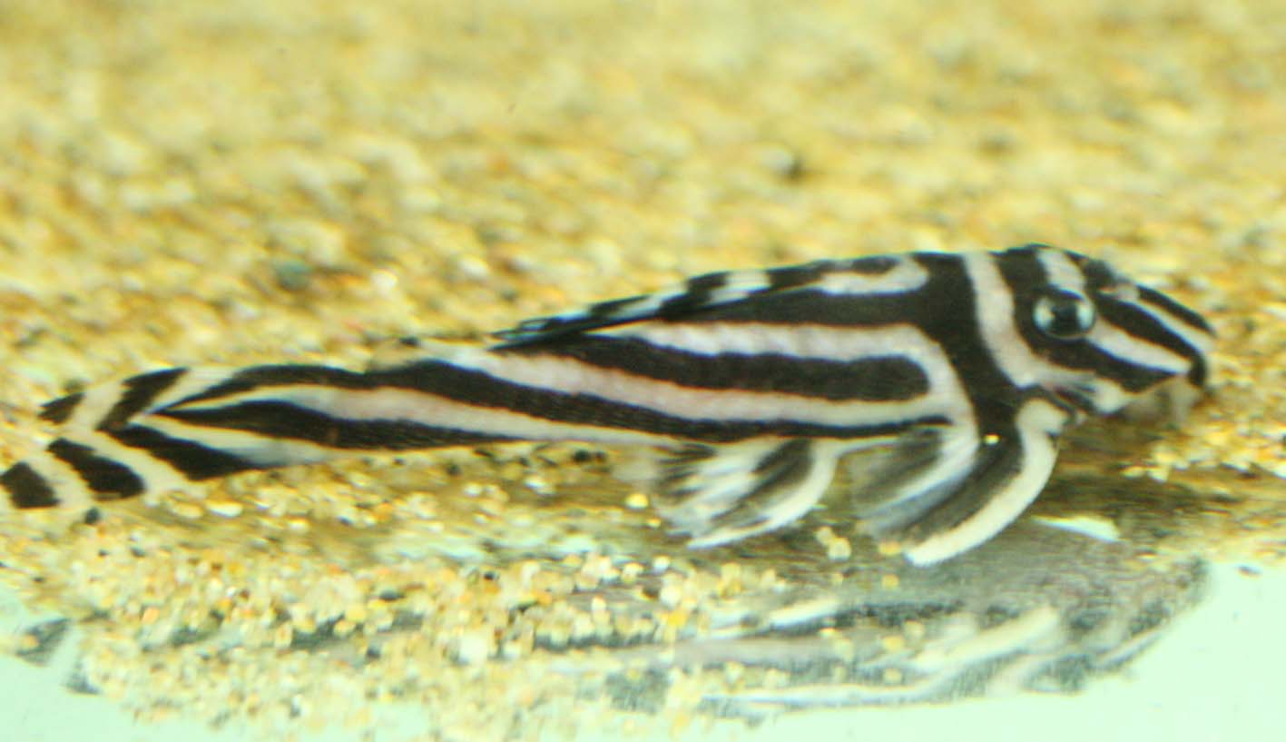 c0165800_17414482.jpg