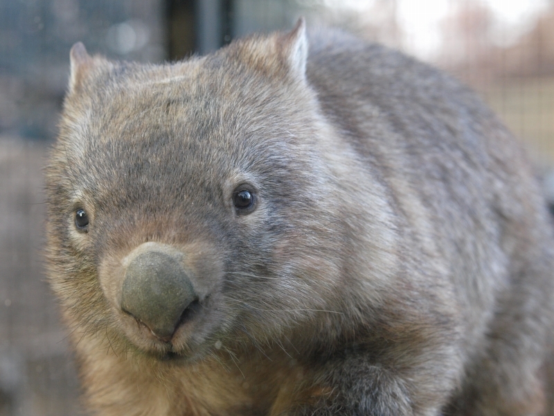 ウォンバット様 【公式通販】