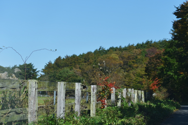 今年の紅葉は・・_f0138305_2014863.jpg